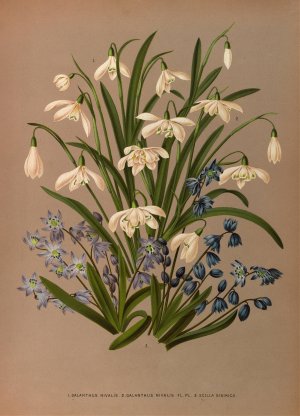 Galanthus Nivalis 2 . Galanthus Nivalis Fl 3. Scilla Sibirica by Arentina Hendrica Arendsen Oil Painting