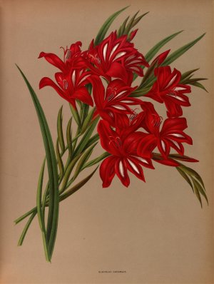 Gladiolus Cardinalis by Arentina Hendrica Arendsen Oil Painting