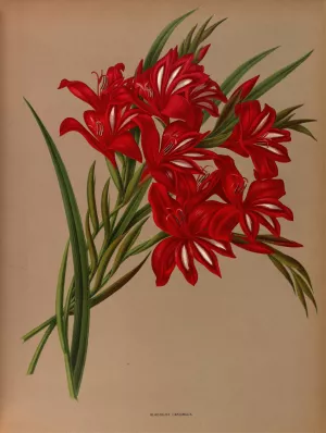 Gladiolus Cardinalis Oil painting by Arentina Hendrica Arendsen