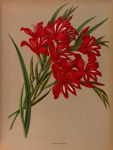 Gladiolus Cardinalis by Arentina Hendrica Arendsen - Hand-Painted Oil Painting Reproduction
