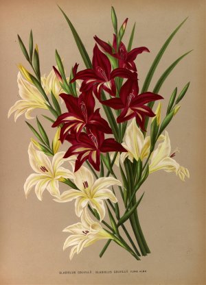 Gladiolus Colvillii, Gladiolus Colvillii Flore Albo by Arentina Hendrica Arendsen Oil Painting