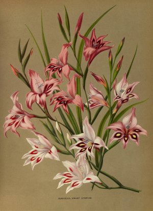 Gladiolus, Dwarf Hybrids by Arentina Hendrica Arendsen Oil Painting