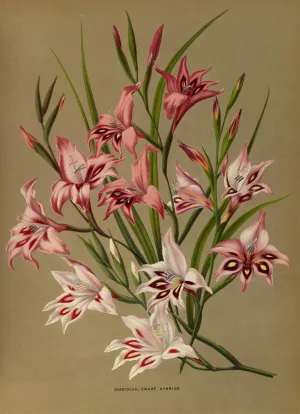 Gladiolus, Dwarf Hybrids by Arentina Hendrica Arendsen Oil Painting