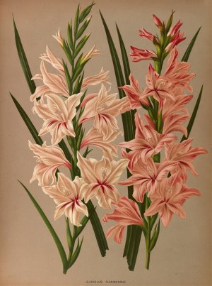 Gladiolus Floribundus by Arentina Hendrica Arendsen Oil Painting