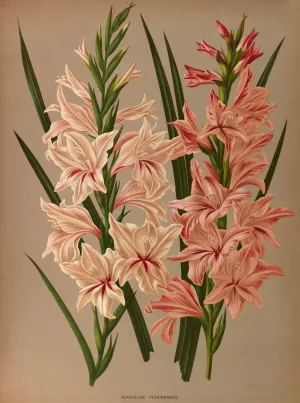 Gladiolus Floribundus by Arentina Hendrica Arendsen Oil Painting