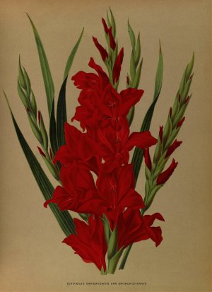 Gladiolus Gandavensis. Var. Brench Leyensis by Arentina Hendrica Arendsen Oil Painting