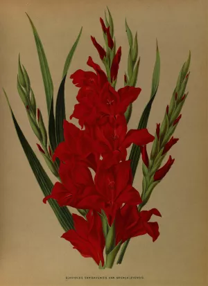 Gladiolus Gandavensis. Var. Brench Leyensis by Arentina Hendrica Arendsen Oil Painting