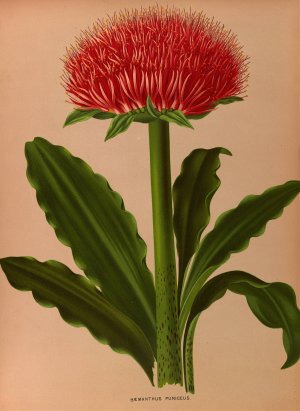 Haemanthus Puniceus by Arentina Hendrica Arendsen Oil Painting