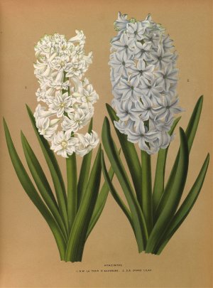 Hyacinths 1.D.W. La Tour D'auvergne 2. S.B. Grand Lilas by Arentina Hendrica Arendsen Oil Painting