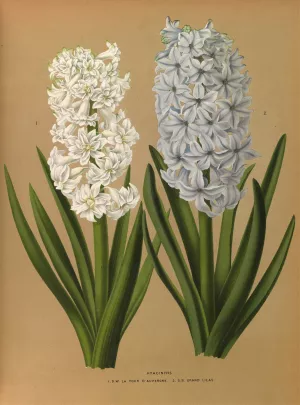 Hyacinths 1.D.W. La Tour D'auvergne 2. S.B. Grand Lilas by Arentina Hendrica Arendsen Oil Painting
