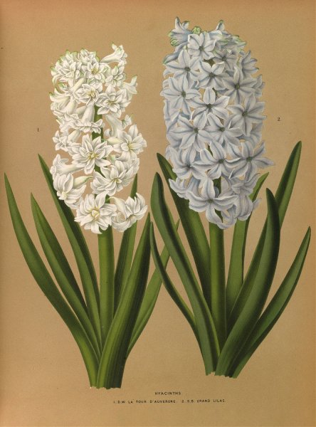 Hyacinths 1.D.W. La Tour D'auvergne 2. S.B. Grand Lilas  by Arentina Hendrica Arendsen - Hand-Painted Oil Painting Reproduction