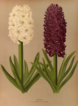 Hyacinths 1.S.W. Snowball 2.S.M. Haydn Oil painting by Arentina Hendrica Arendsen