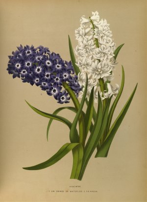 Hyacinths 10 by Arentina Hendrica Arendsen Oil Painting