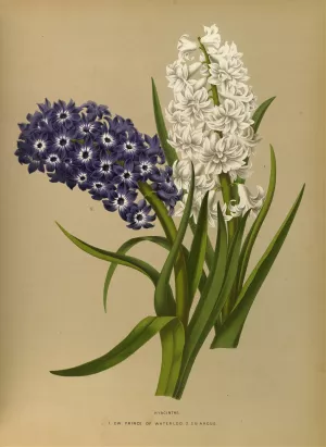 Hyacinths 10 by Arentina Hendrica Arendsen Oil Painting