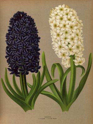 Hyacinths 11 by Arentina Hendrica Arendsen Oil Painting
