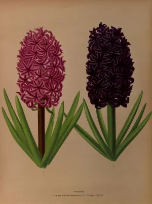 Hyacinths 12 by Arentina Hendrica Arendsen Oil Painting