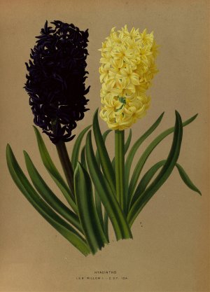 Hyacinths 2 by Arentina Hendrica Arendsen Oil Painting