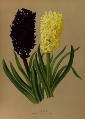 Hyacinths 2 by Arentina Hendrica Arendsen Oil Painting