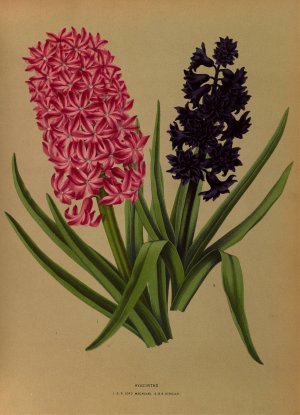 Hyacinths 3 by Arentina Hendrica Arendsen Oil Painting