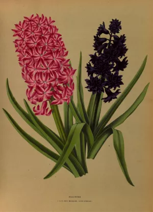 Hyacinths 3 by Arentina Hendrica Arendsen Oil Painting