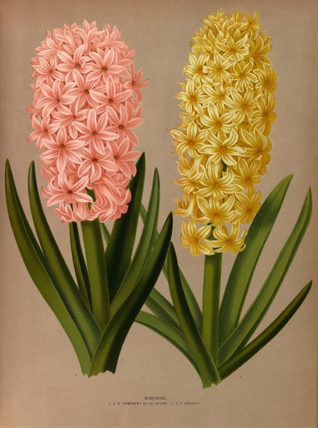 Hyacinths 4  by Arentina Hendrica Arendsen - Hand-Painted Oil Painting Reproduction