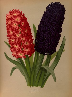 Hyacinths 5 by Arentina Hendrica Arendsen Oil Painting