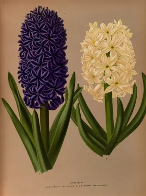 Hyacinths 6 by Arentina Hendrica Arendsen Oil Painting