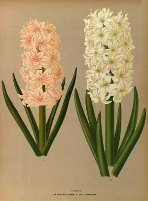 Hyacinths 7 by Arentina Hendrica Arendsen Oil Painting