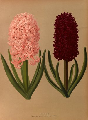 Hyacinths 8 by Arentina Hendrica Arendsen Oil Painting