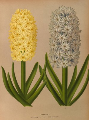 Hyacinths 9 by Arentina Hendrica Arendsen Oil Painting