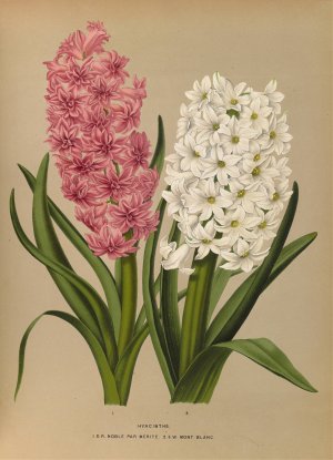 Hyacinths. D.R.Noble Par Merite. 2. Sw Mont Blanc by Arentina Hendrica Arendsen Oil Painting
