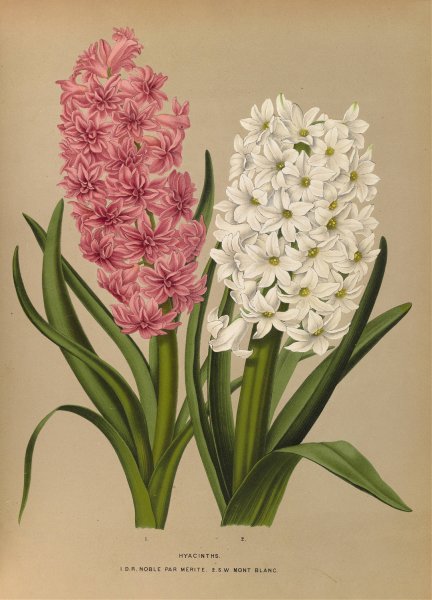 Hyacinths.  D.R.Noble Par Merite. 2. Sw Mont Blanc  by Arentina Hendrica Arendsen - Hand-Painted Oil Painting Reproduction