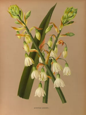 Hyacinthus Candicans by Arentina Hendrica Arendsen Oil Painting