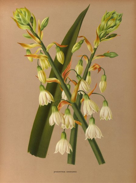 Hyacinthus Candicans  by Arentina Hendrica Arendsen - Hand-Painted Oil Painting Reproduction