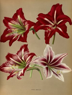 Hybrid Amaryllis. by Arentina Hendrica Arendsen Oil Painting