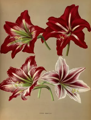Hybrid Amaryllis. by Arentina Hendrica Arendsen Oil Painting
