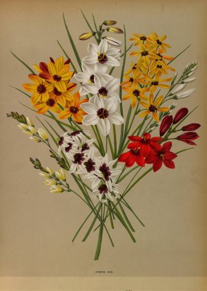 Hybrid Ixia by Arentina Hendrica Arendsen Oil Painting