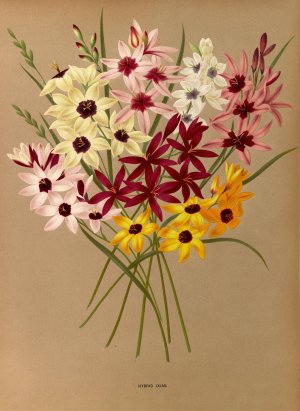 Hybrid Ixias Oil painting by Arentina Hendrica Arendsen
