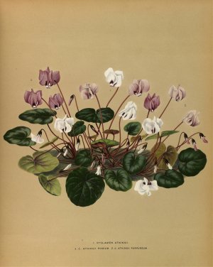 I. Cyclamen Atkinsii. 2.C. Atkinsii Roseum 3.C.Atkinsii Purpureum by Arentina Hendrica Arendsen Oil Painting