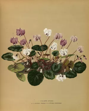 I. Cyclamen Atkinsii. 2.C. Atkinsii Roseum 3.C.Atkinsii Purpureum Oil painting by Arentina Hendrica Arendsen