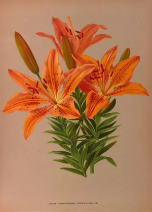 Ilium Thunbergianum Aureum Maculatum by Arentina Hendrica Arendsen Oil Painting
