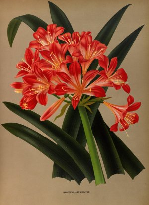 Imantophyllum Miniatum by Arentina Hendrica Arendsen Oil Painting