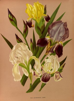 Iris Germanica Varr by Arentina Hendrica Arendsen Oil Painting