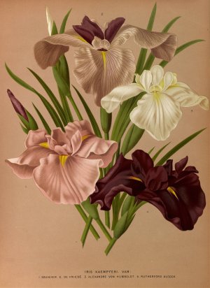 Iris Kaempferi. Var by Arentina Hendrica Arendsen Oil Painting