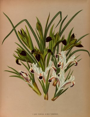 Iris Persica. 2. Iris Tuberosa by Arentina Hendrica Arendsen Oil Painting