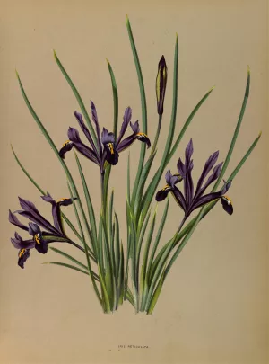 Iris Reticulata by Arentina Hendrica Arendsen Oil Painting