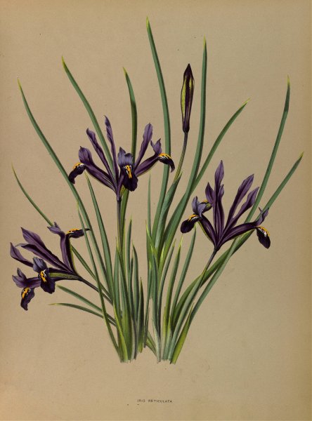 Iris Reticulata  by Arentina Hendrica Arendsen - Hand-Painted Oil Painting Reproduction