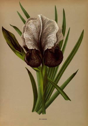 Iris Susiana by Arentina Hendrica Arendsen Oil Painting