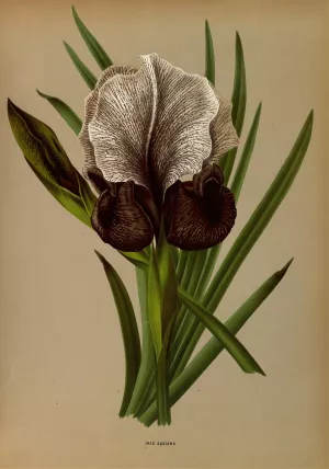 Iris Susiana by Arentina Hendrica Arendsen Oil Painting