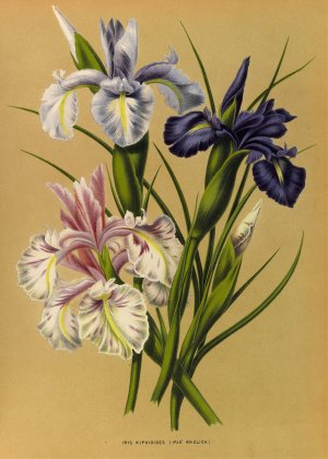 Iris Xiphioides by Arentina Hendrica Arendsen Oil Painting